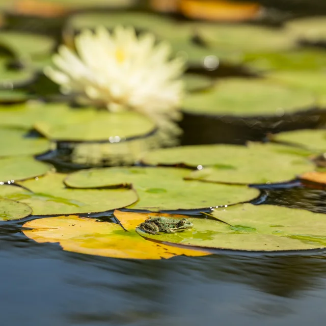 Grenouille aux jardins d'eau