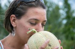 Le Melon du Quercy