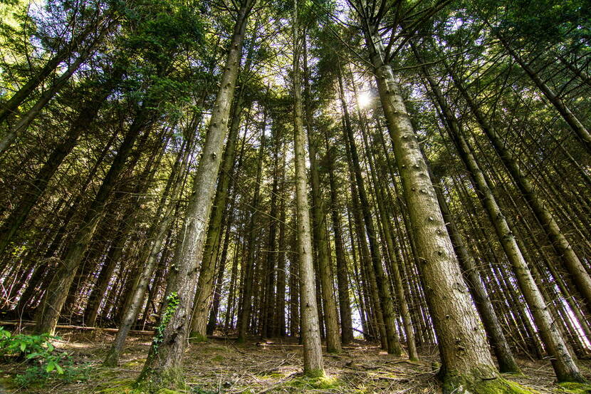Sous bois dans le Ségala